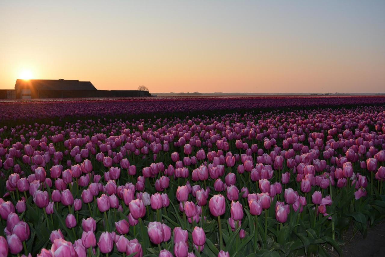 Camping De Tulpenweide Lege Kampeerplaats, Lege Plaats Op Het Gras Zonder Bed Breezand Zewnętrze zdjęcie