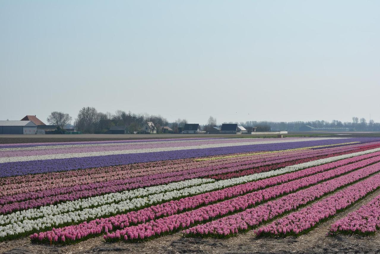 Camping De Tulpenweide Lege Kampeerplaats, Lege Plaats Op Het Gras Zonder Bed Breezand Zewnętrze zdjęcie